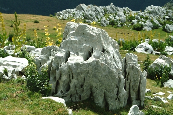 Sculture naturali